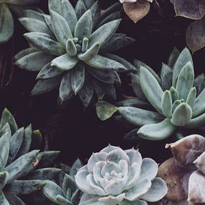 Meet your Posher, Ty